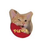 きなこだよ（個別スタンプ：4）