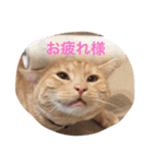 きなこだよ（個別スタンプ：5）