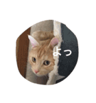 きなこだよ（個別スタンプ：6）