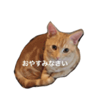 きなこだよ（個別スタンプ：8）