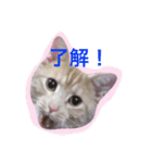 きなこだよ（個別スタンプ：10）