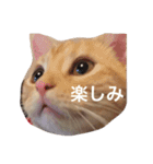 きなこだよ（個別スタンプ：11）