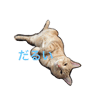 きなこだよ（個別スタンプ：13）