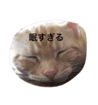 きなこだよ（個別スタンプ：15）