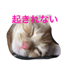 きなこだよ（個別スタンプ：16）