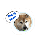 我が家の日本犬 ver1.2（個別スタンプ：1）