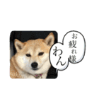 我が家の日本犬 ver1.2（個別スタンプ：2）