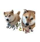 我が家の日本犬 ver1.2（個別スタンプ：3）