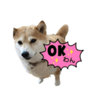 我が家の日本犬 ver1.2（個別スタンプ：4）
