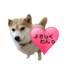 我が家の日本犬 ver1.2（個別スタンプ：6）