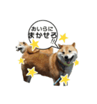 我が家の日本犬 ver1.2（個別スタンプ：7）