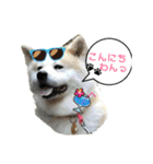 我が家の日本犬 ver1.2（個別スタンプ：8）