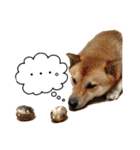 我が家の日本犬 ver1.2（個別スタンプ：9）