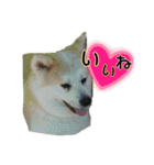我が家の日本犬 ver1.2（個別スタンプ：10）