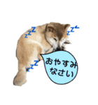 我が家の日本犬 ver1.2（個別スタンプ：11）