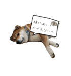 我が家の日本犬 ver1.2（個別スタンプ：12）