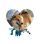 我が家の日本犬 ver1.2（個別スタンプ：13）