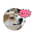 我が家の日本犬 ver1.2（個別スタンプ：14）