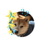 我が家の日本犬 ver1.2（個別スタンプ：15）