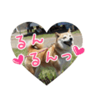 我が家の日本犬 ver1.2（個別スタンプ：16）