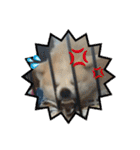 我が家の日本犬 ver1.2（個別スタンプ：17）