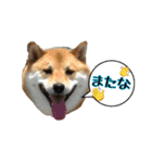 我が家の日本犬 ver1.2（個別スタンプ：18）