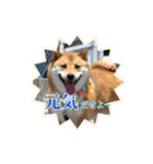 我が家の日本犬 ver1.2（個別スタンプ：19）