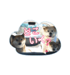 我が家の日本犬 ver1.2（個別スタンプ：20）