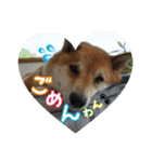我が家の日本犬 ver1.2（個別スタンプ：21）