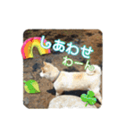 我が家の日本犬 ver1.2（個別スタンプ：22）