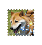 我が家の日本犬 ver1.2（個別スタンプ：23）