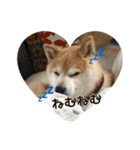 我が家の日本犬 ver1.2（個別スタンプ：24）
