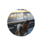 我が家の日本犬 ver1.2（個別スタンプ：25）