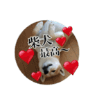 我が家の日本犬 ver1.2（個別スタンプ：26）