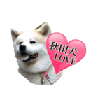 我が家の日本犬 ver1.2（個別スタンプ：27）