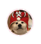 我が家の日本犬 ver1.2（個別スタンプ：29）