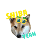 我が家の日本犬 ver1.2（個別スタンプ：30）