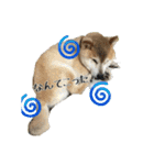 我が家の日本犬 ver1.2（個別スタンプ：32）