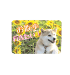 我が家の日本犬 ver1.2（個別スタンプ：33）