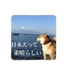 我が家の日本犬 ver1.2（個別スタンプ：34）