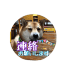 我が家の日本犬 ver1.2（個別スタンプ：35）