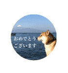 我が家の日本犬 ver1.2（個別スタンプ：36）