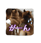 我が家の日本犬 ver1.2（個別スタンプ：37）