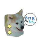 我が家の日本犬 ver1.2（個別スタンプ：38）