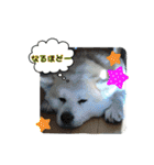 我が家の日本犬 ver1.2（個別スタンプ：39）