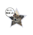 我が家の日本犬 ver1.2（個別スタンプ：40）
