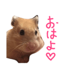 キンクマのんこ（個別スタンプ：1）