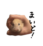 キンクマのんこ（個別スタンプ：2）