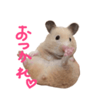 キンクマのんこ（個別スタンプ：4）