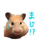 キンクマのんこ（個別スタンプ：5）
